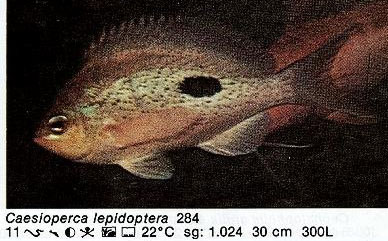 Caesioperca lepidoptera